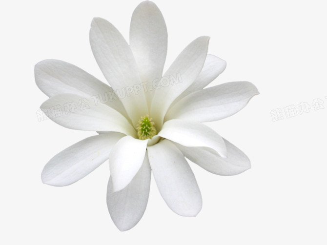 小白花png图片素材下载 小白png 熊猫办公 小白花png图片素材下载 小白png 熊猫办公