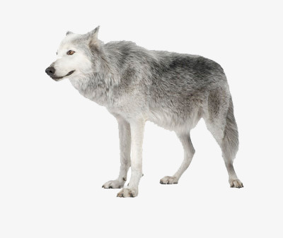 一匹孤单的狼狗