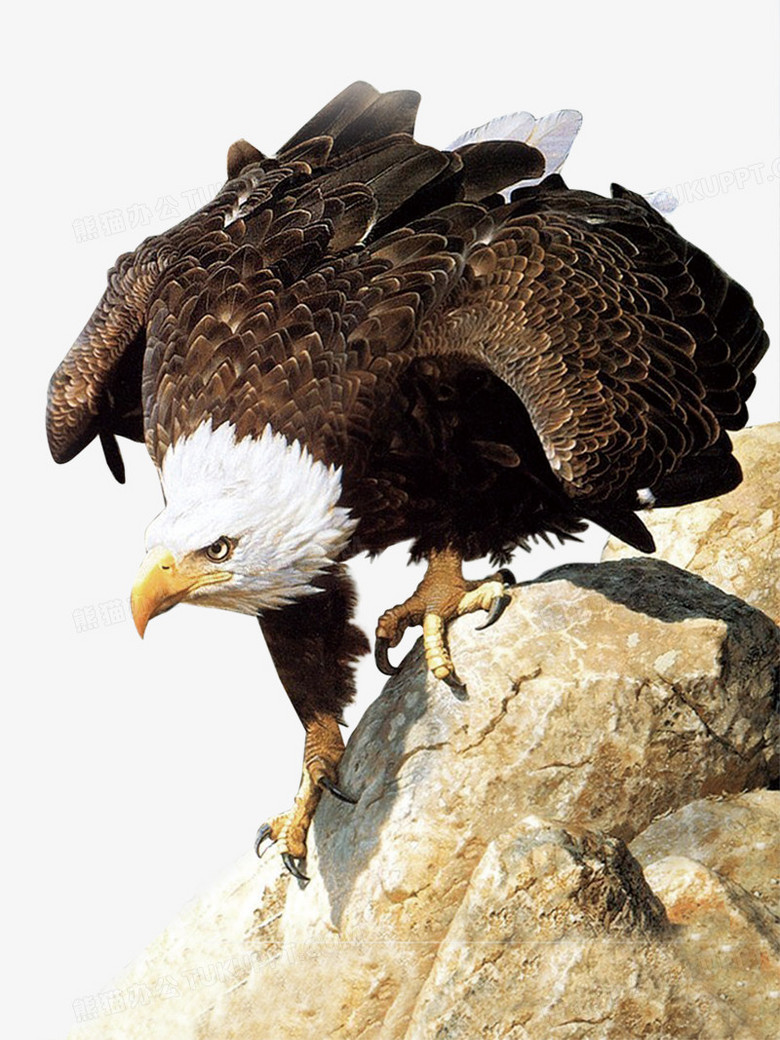 鹰png图片素材下载_动物png_熊猫办公