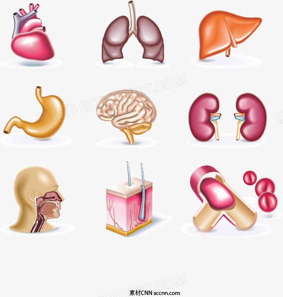 人体器官矢量素材图