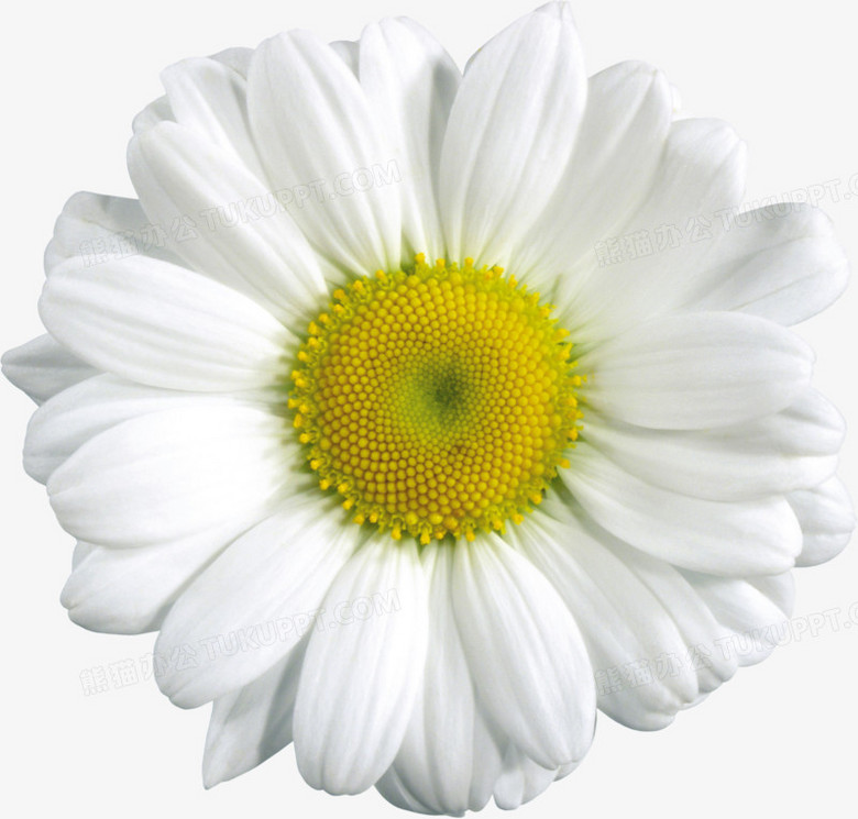 白花png图片素材下载 白花png 熊猫办公 白花png图片素材下载 白花png 熊猫办公