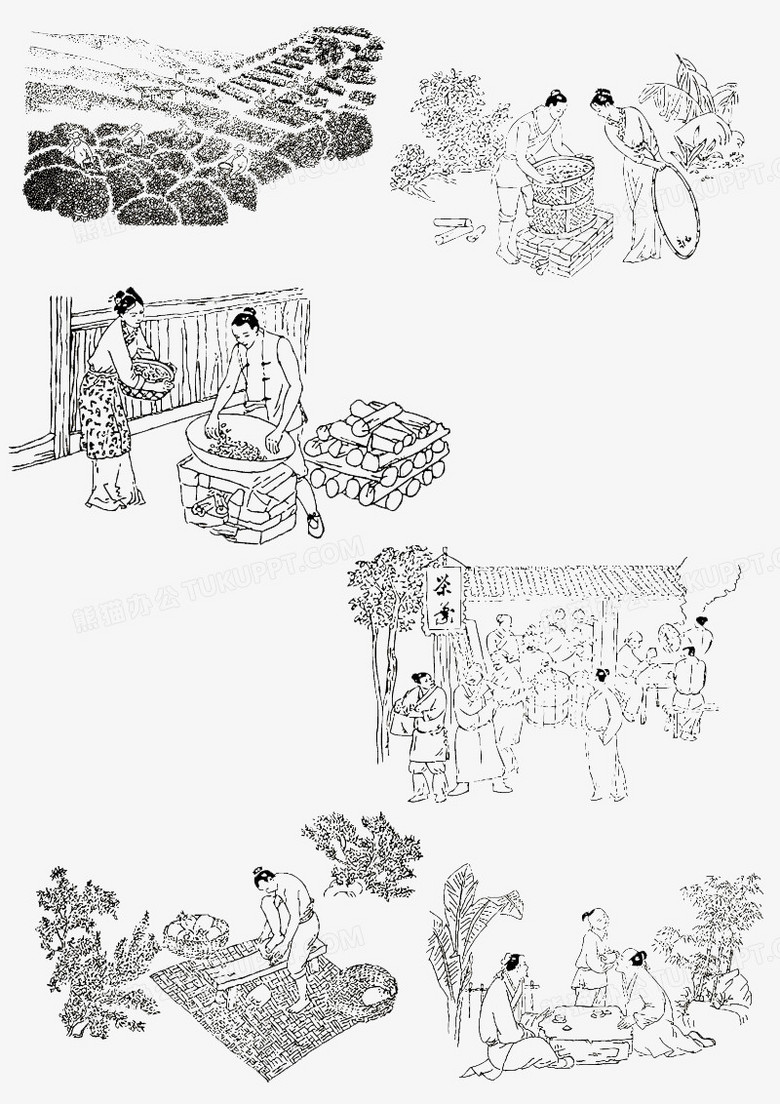 茶叶的制作过程绘画图片