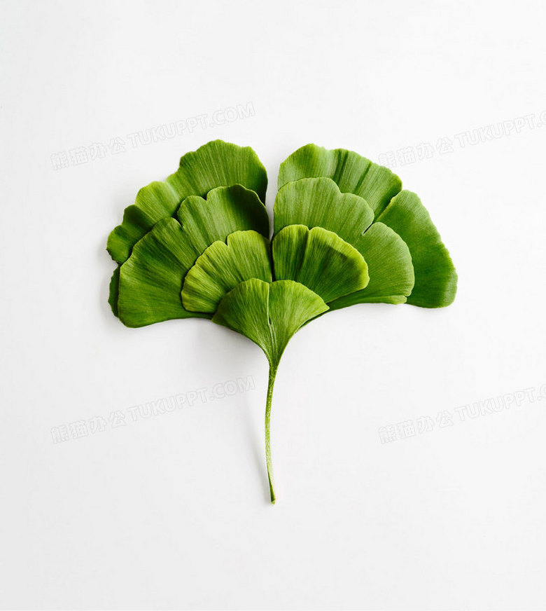 完整银杏树叶平面图