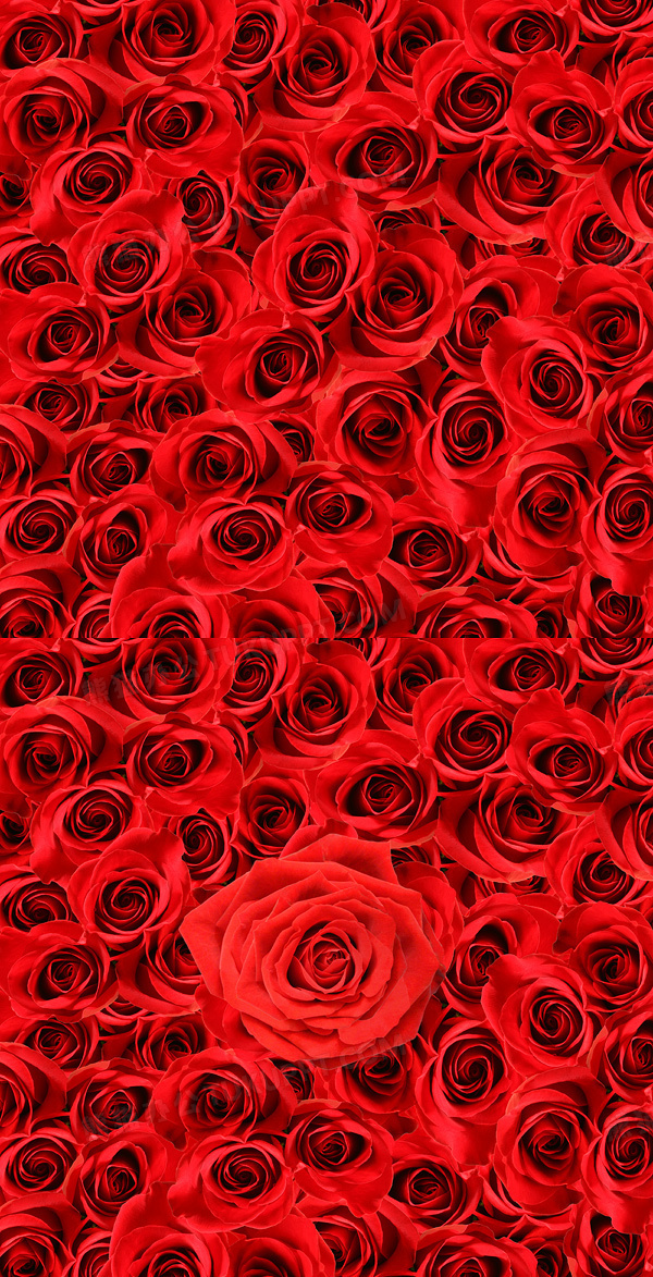 高清红色玫瑰花壁纸
