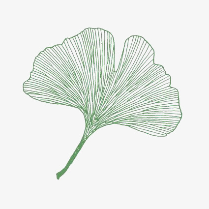 手绘银杏叶png图片素材下载_银杏叶手绘png_熊猫办公