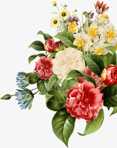 植物花卉png图片素材下载_植物png_熊猫办公