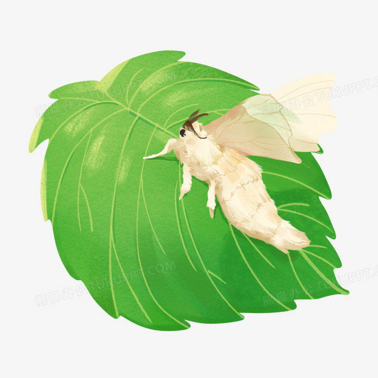 卡通手绘绿色桑叶蛾蚕蛾成年蚕虫免抠png图片素材下载 绿色png 熊猫办公