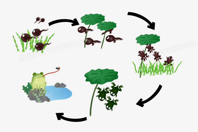 手绘卡通青蛙成长周期免抠元素