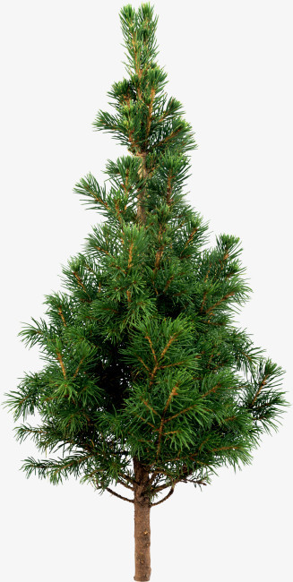 一颗高大的松树png图片素材下载_松树png_熊猫办公