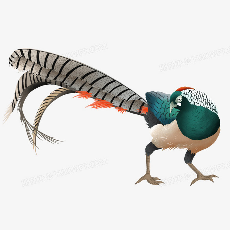 卡通手绘白颈长尾雉元素