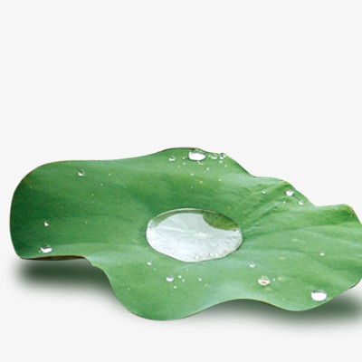 荷叶png图片素材下载_荷叶png_熊猫办公