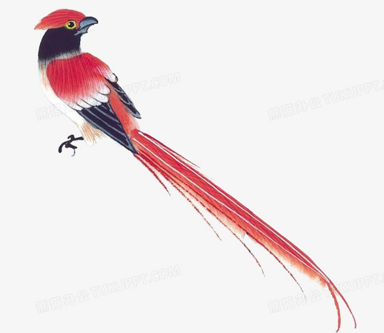 长尾巴喜鹊素材图片