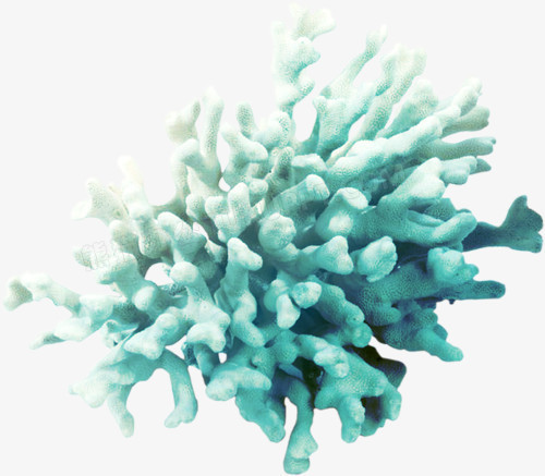 珊瑚png图片素材下载_珊瑚png_熊猫办公