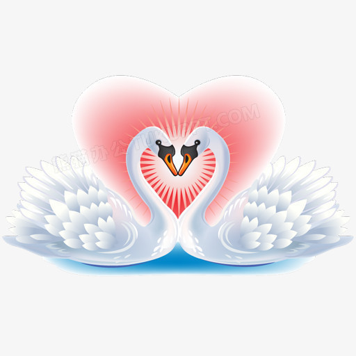 情人节七夕婚礼爱情白色成双天鹅爱心