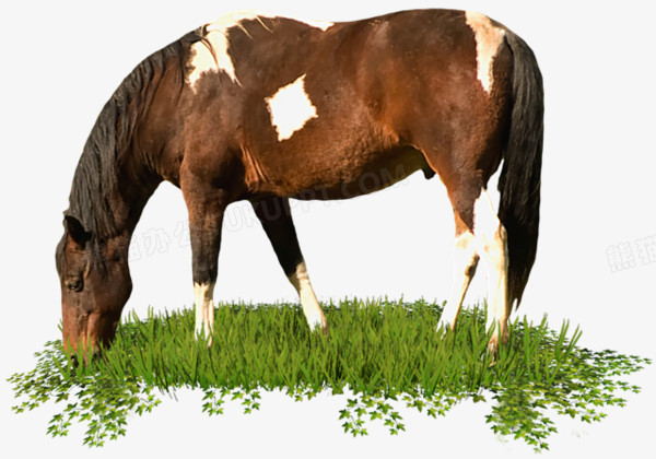 马低头吃草的图片黑白图片