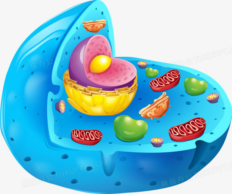 矢量细胞切面PNG图片素材下载_矢量PNG_熊猫办公