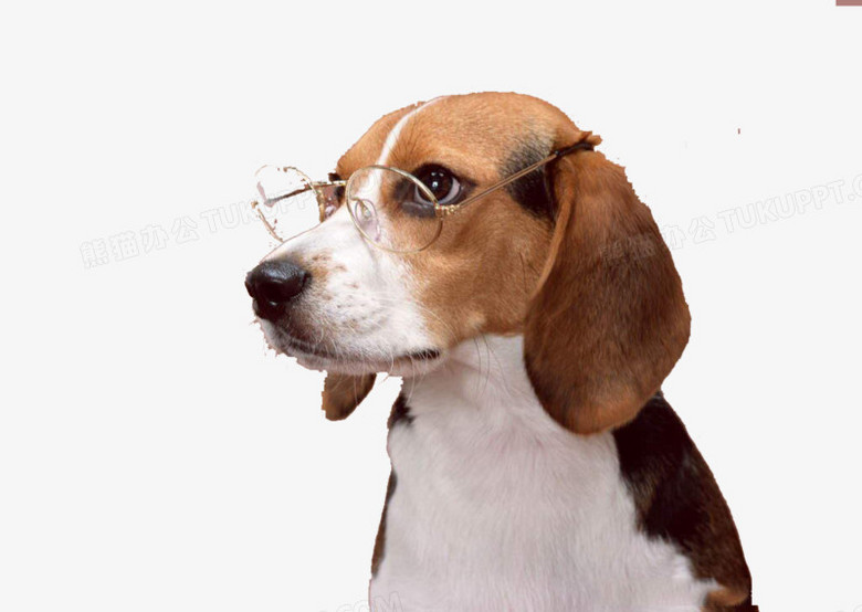 戴眼镜的腊肠犬png图片素材免费下载 腊肠png 1024 727像素 熊猫办公 戴眼镜的腊肠犬png图片素材免费下载 腊肠png 1024 727像素 熊猫办公