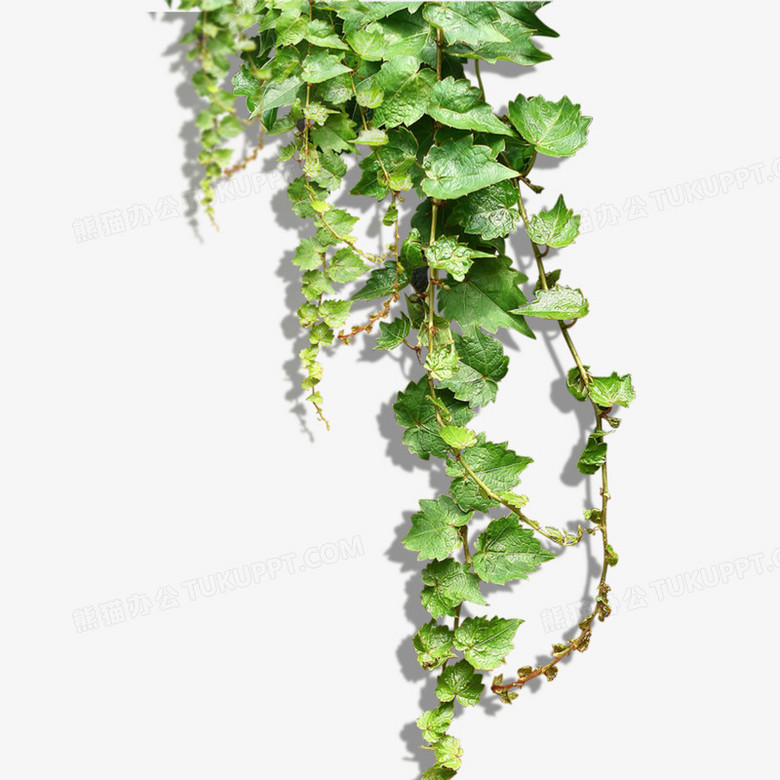 绿色蔓藤植物png图片素材下载 绿色植物png 熊猫办公