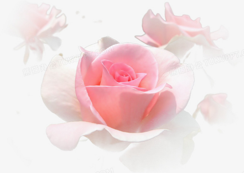 粉色白色绽放玫瑰花