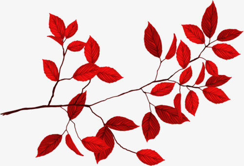 红叶png图片素材下载 红叶png 熊猫办公 红叶png图片素材下载 红叶png 熊猫办公