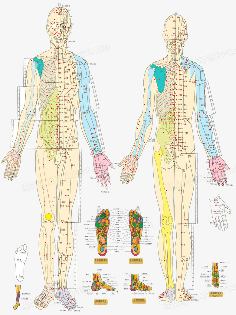 针灸图矢量素材