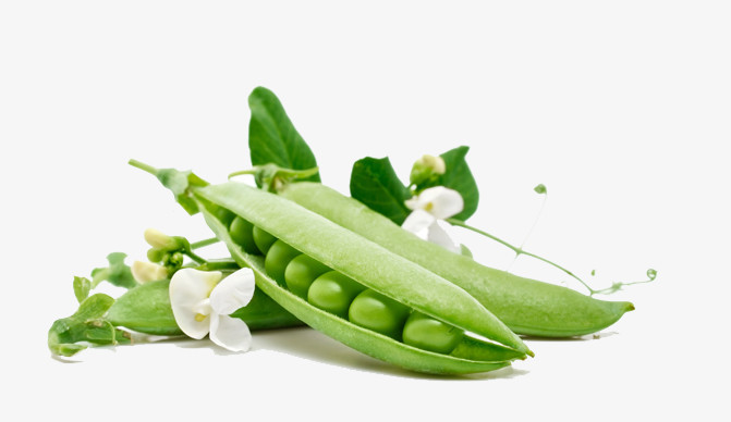豌豆荚png图片素材免费下载 豌豆png 671 3像素 熊猫办公 豌豆荚png图片素材免费下载 豌豆png 671 3像素 熊猫办公