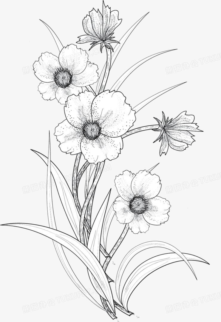 白描花png图片素材免费下载 白描png 741 1079像素 熊猫办公 白描花png图片素材免费下载 白描png 741 1079像素 熊猫办公