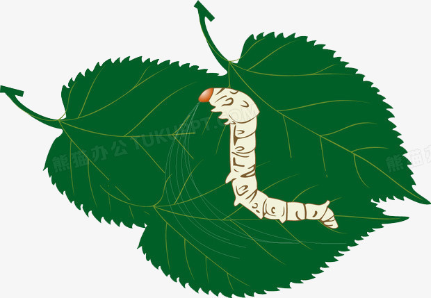 本作品全称为《绿色卡通手绘吃桑叶蚕创意元素》,在整个配色上使用