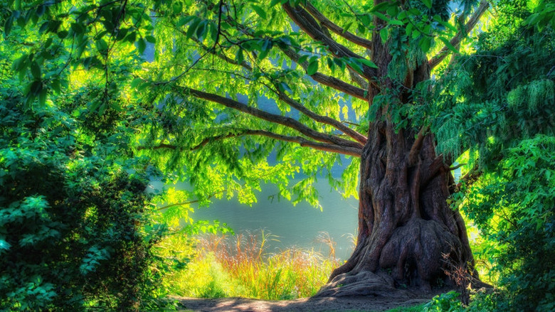 茂密绿色大树海报背景