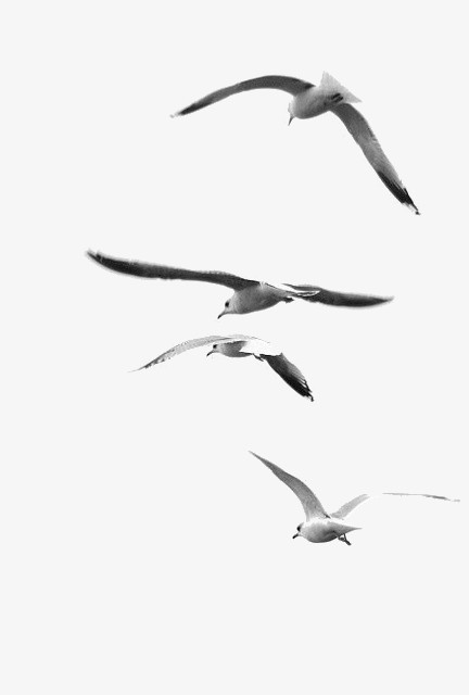 一群飞鸟png图片素材下载_一群png_熊猫办公