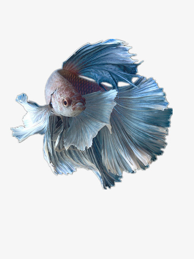 斗鱼png图片素材下载_斗鱼png_熊猫办公