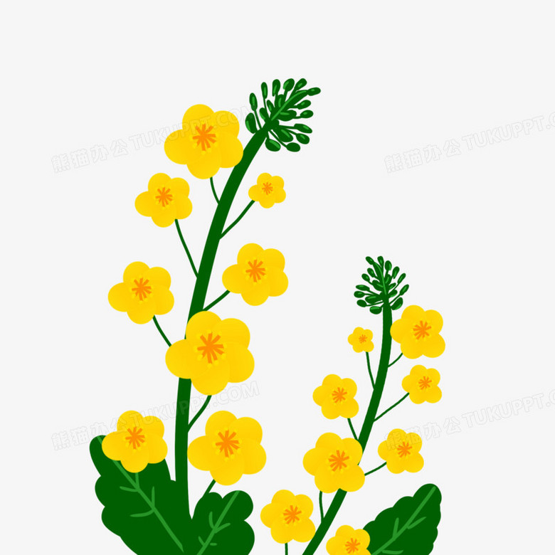 本作品全称为《金黄色卡通手绘美丽油菜花创意元素》,使用adobe