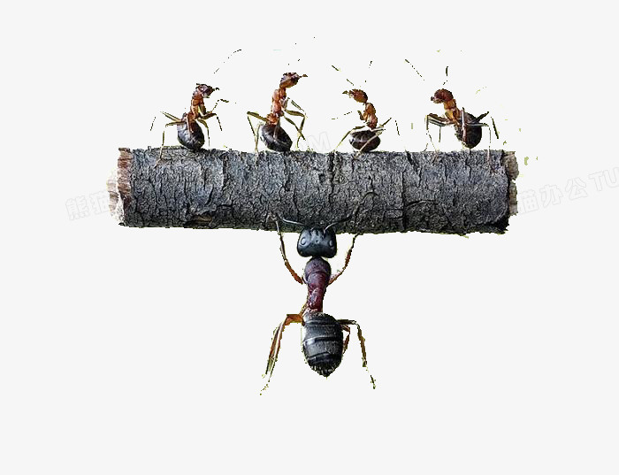 蚂蚁举起木头先活着吧图片