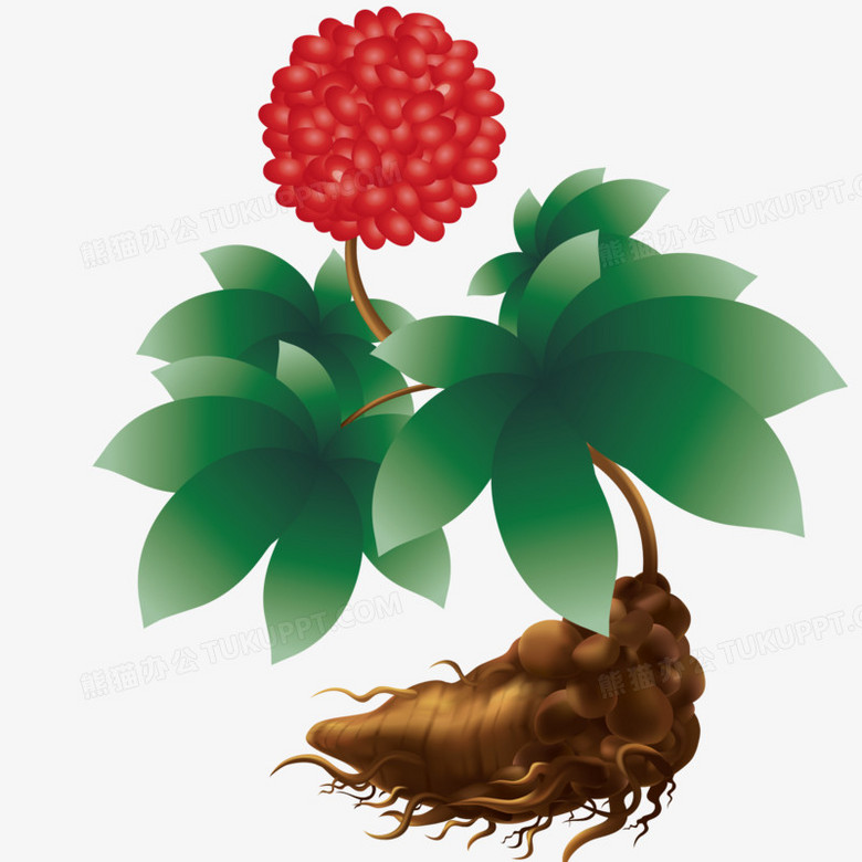 矢量成熟三七花