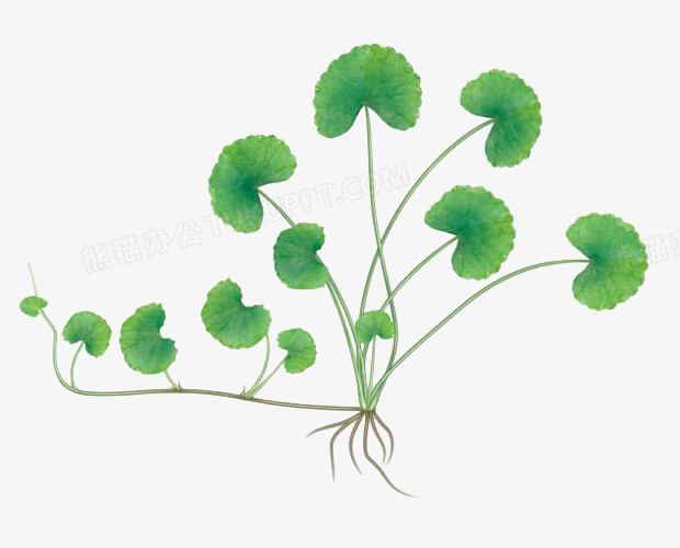 本作品全称为《绿色卡通手绘嫩绿积雪草创意元素》,由迷南文化传媒