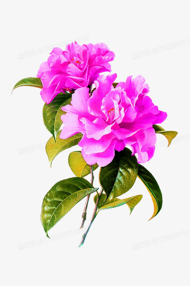 牡丹花png图片素材下载 牡丹花png 熊猫办公