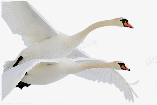 比翼双飞的大雁