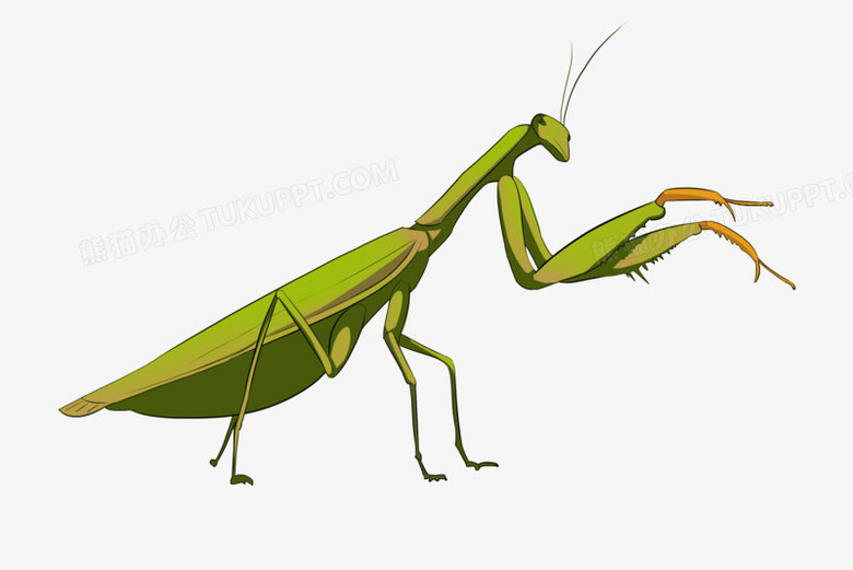 在整个配色上使用多种色彩作为基础色调,设计了昆虫动物螳螂,整体呈现