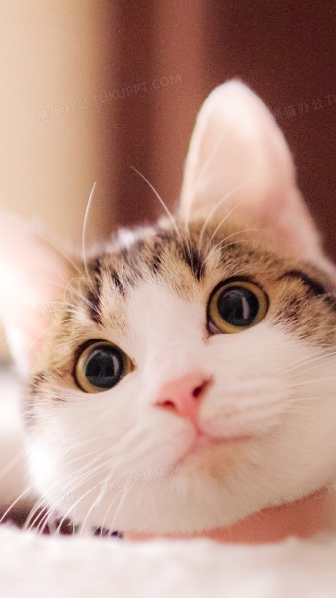 模糊背景喵星人的耳朵png图片素材下载_耳朵png_熊猫办公