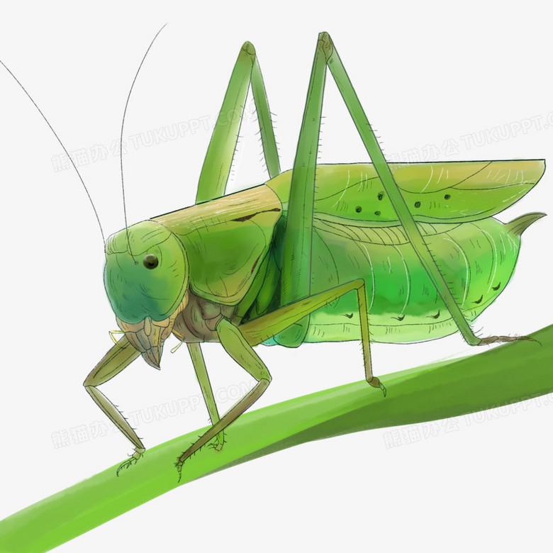 手绘水彩草叶子上蝈蝈免抠元素