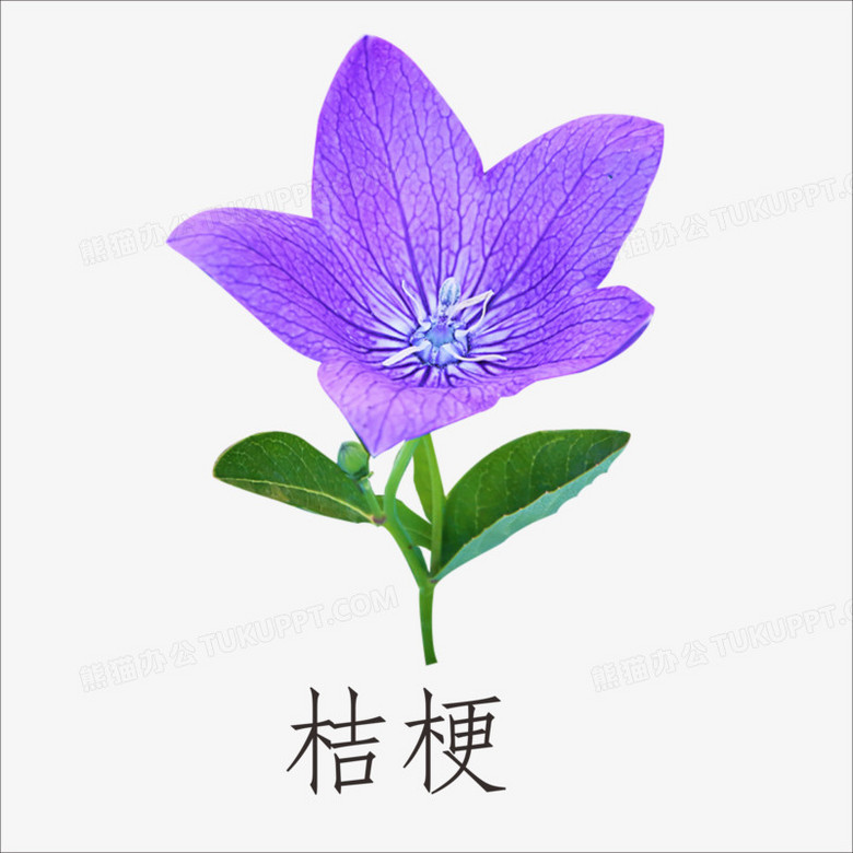桔梗PNG图片素材下载_桔梗PNG_熊猫办公