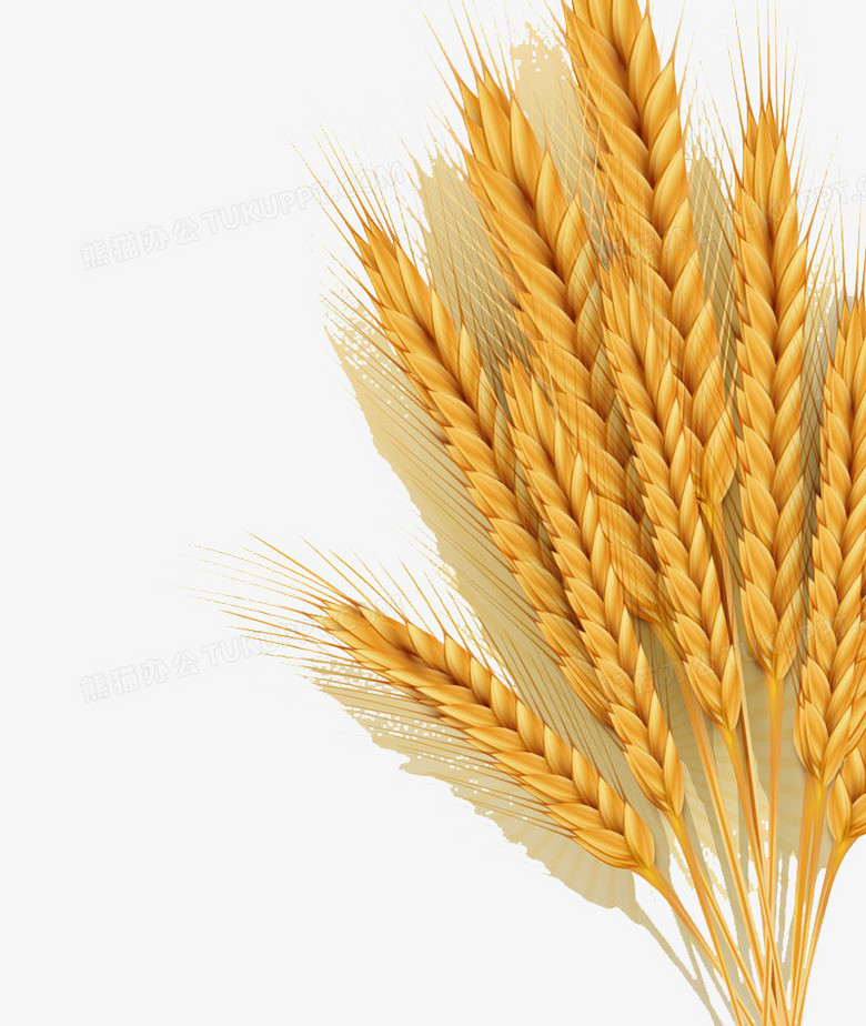 本作品全称为《金色简约风唯美秋天的麦穗创意元素》,在整个配色上