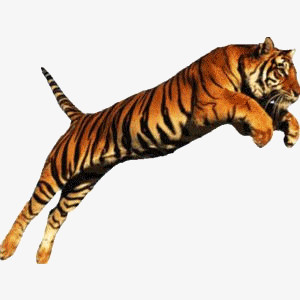 本作品全称为《黄色写实风跳跃扑食猎物的飞虎元素》,在整个配色上