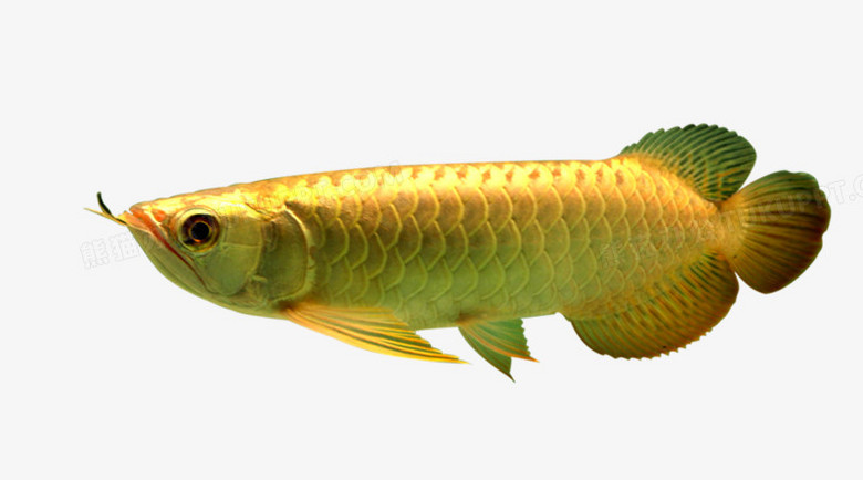 金龙鱼png图片素材免费下载 金龙鱼png 900 500像素 熊猫办公