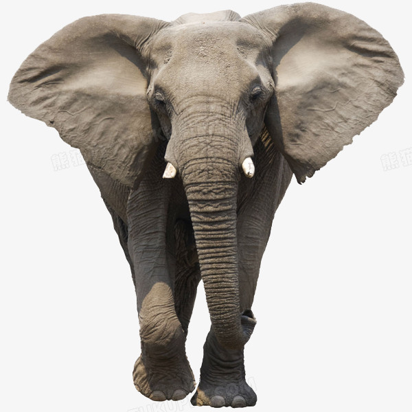 在整个配色上使用灰色作为基础色调,设计了一头大耳朵非洲大象,整体