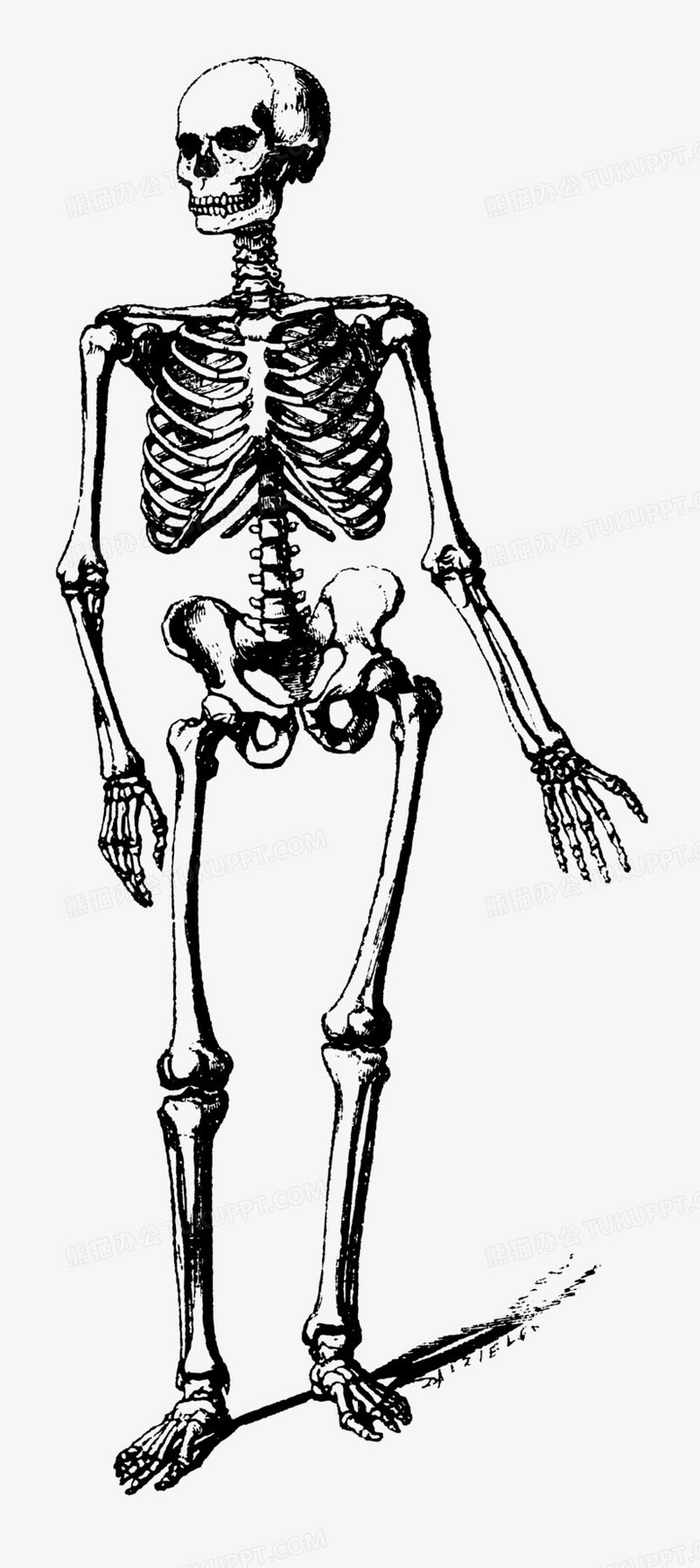 骷髅动作矢量图素材