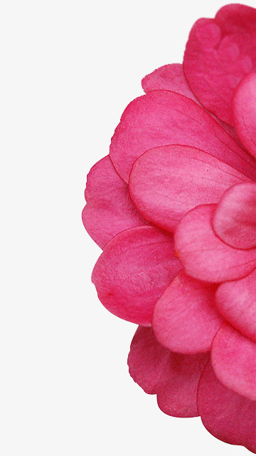 花朵png图片素材下载_花朵png_熊猫办公