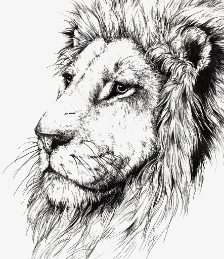 狮子简笔画凶猛 侧面图片