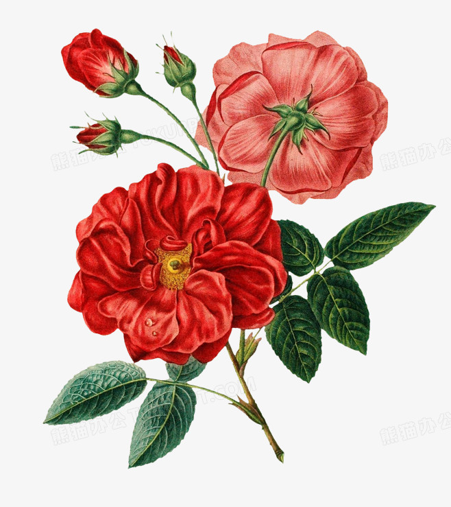 蔷薇花图png图片素材免费下载 花图png 658 739像素 熊猫办公 蔷薇花图png图片素材免费下载 花图png 658 739像素 熊猫办公