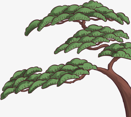 松树画法彩色图片
